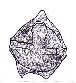 1_Alterbidinium_rugulum_drawing.jpg