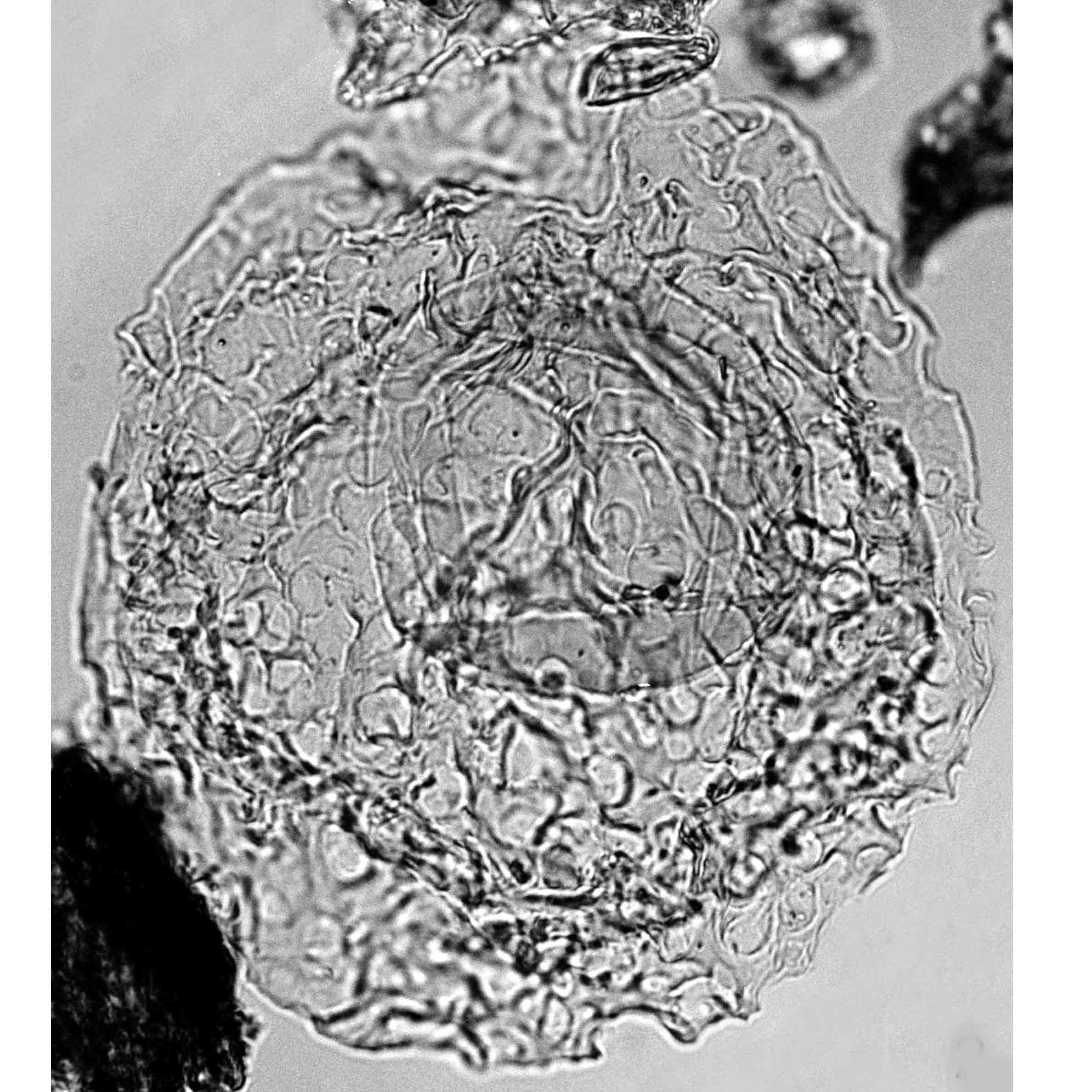 2_Thalassiphora_dominiquei_holotype.jpg