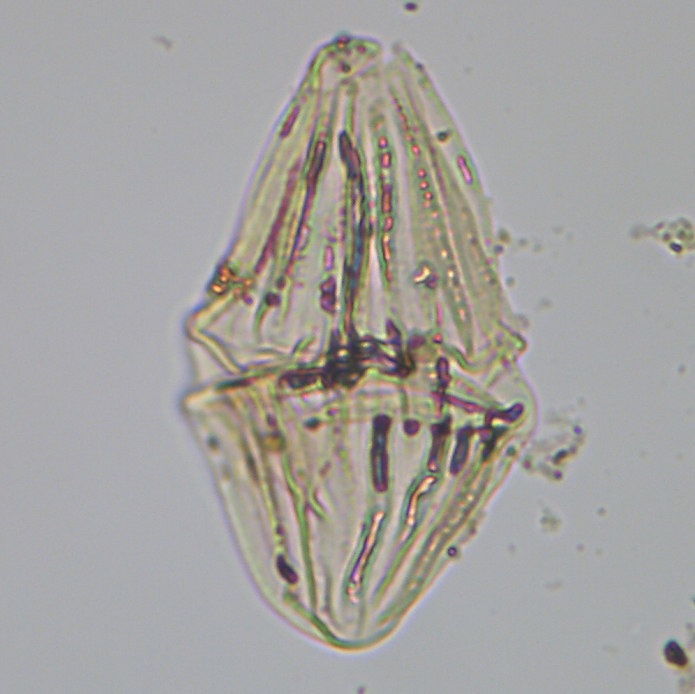 74R_3W_sl.1_Dinoacum.jpg