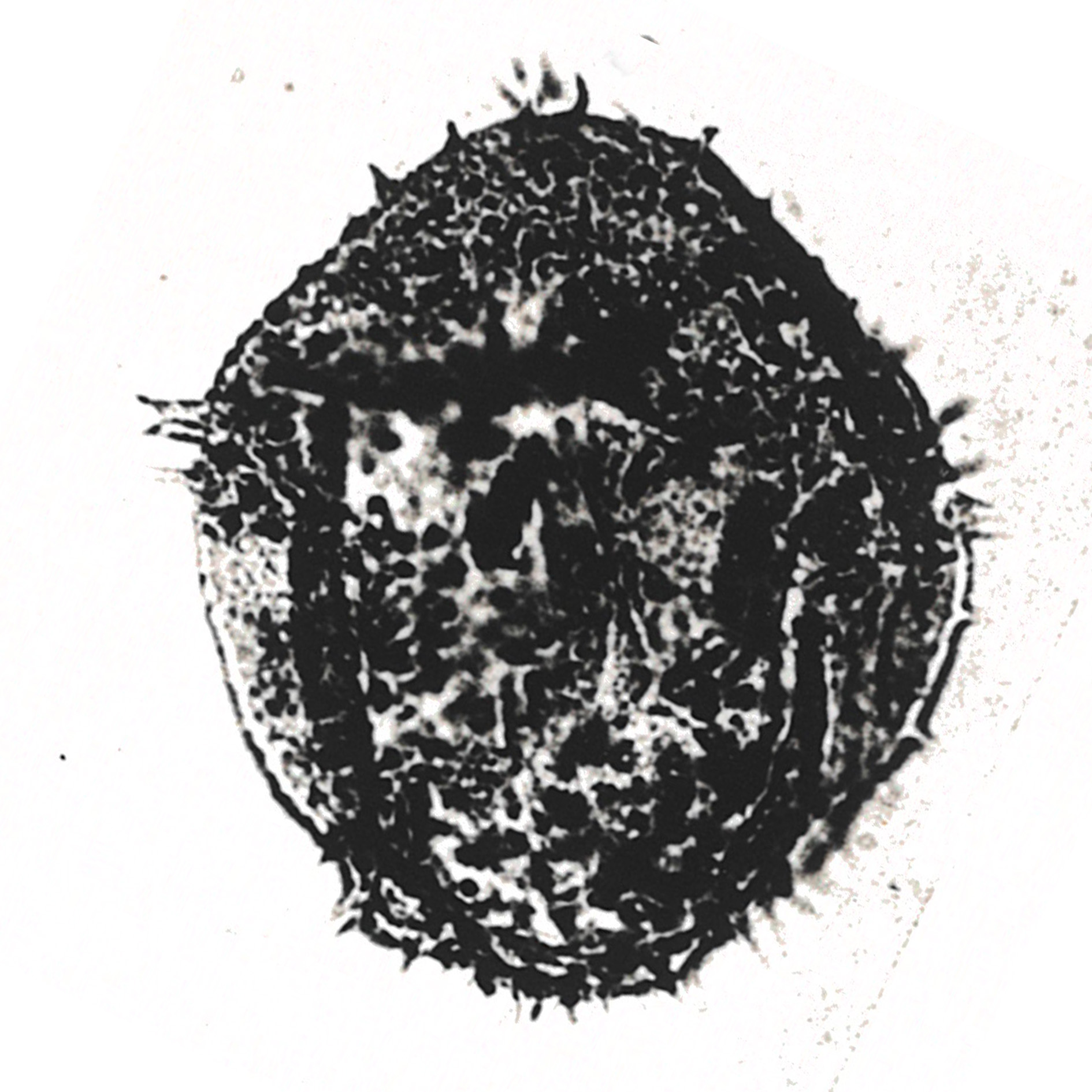 A_ciliatum Alberti, 1961, Palaeontographica, Abt. A vol.116, 2.jpg