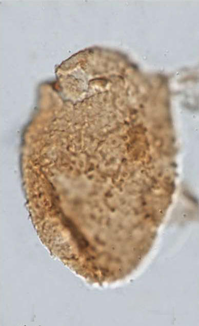 B_elongata, Vitacca et al., 2022, Review of Palaeobotany and Palynology 304 -- 14.jpg