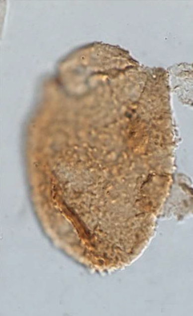 B_elongata, Vitacca et al., 2022, Review of Palaeobotany and Palynology 304 -- 15.jpg