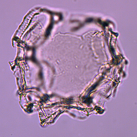 Cauveridinium_membraniphorum_U1580_38R-5_90.jpg