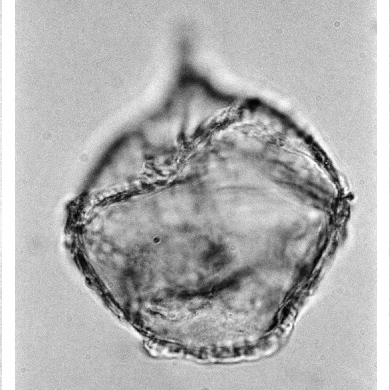 Cribroperidinium_cavagnettii_paratype-1.jpg