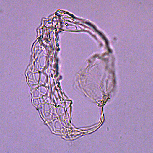 Cyclodictyon_paradoxum_U1580_37R_1_40_sl2.jpg