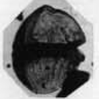 D_avellana Alberti, 1961, Palaeontographica, Abt. A vol.116, a.jpg