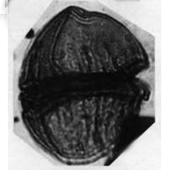 D_avellana Alberti, 1961, Palaeontographica, Abt. A vol.116, b.jpg