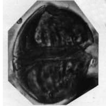 D_avellana Alberti, 1961, Palaeontographica, Abt. A vol.116, c.jpg