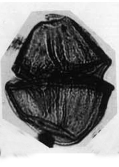 D_cretaceum var undula-costata Alberti, 1961, Palaeontographica, Abt. A vol.116, 2a.jpg