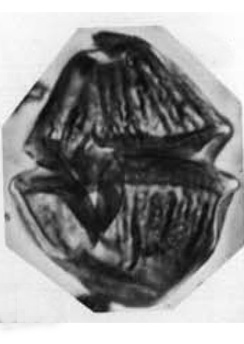 D_cretaceum var undula-costata Alberti, 1961, Palaeontographica, Abt. A vol.116, 2b.jpg