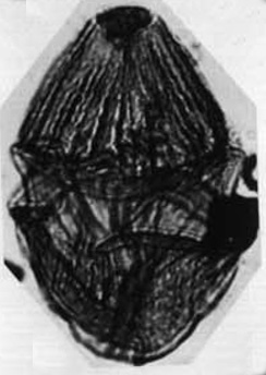 D_cretaceum var undula-costata Alberti, 1961, Palaeontographica, Abt. A vol.116, 3a.jpg