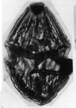 D_cretaceum var undula-costata Alberti, 1961, Palaeontographica, Abt. A vol.116, 3b.jpg