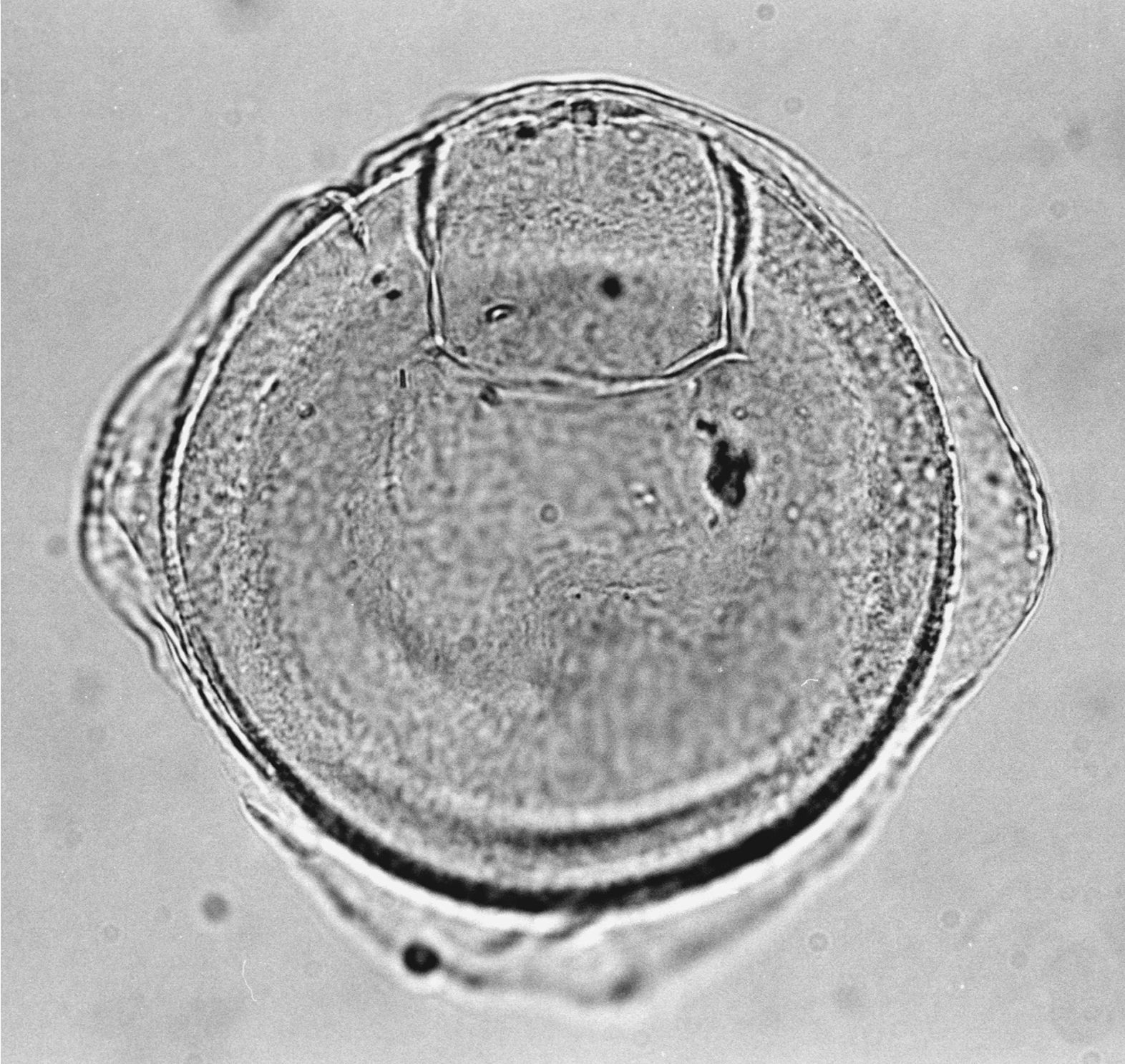 Dracodinium_robertknoxii_paratype.jpg