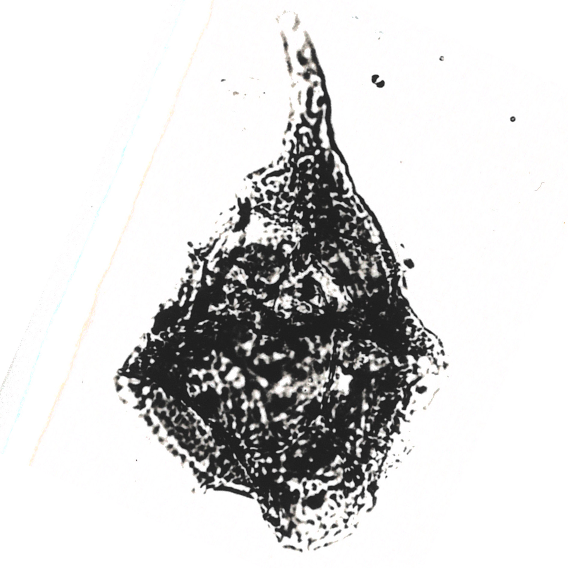 G_perforans Alberti, 1961, Palaeontographica, Abt. A vol.116, 1.jpg