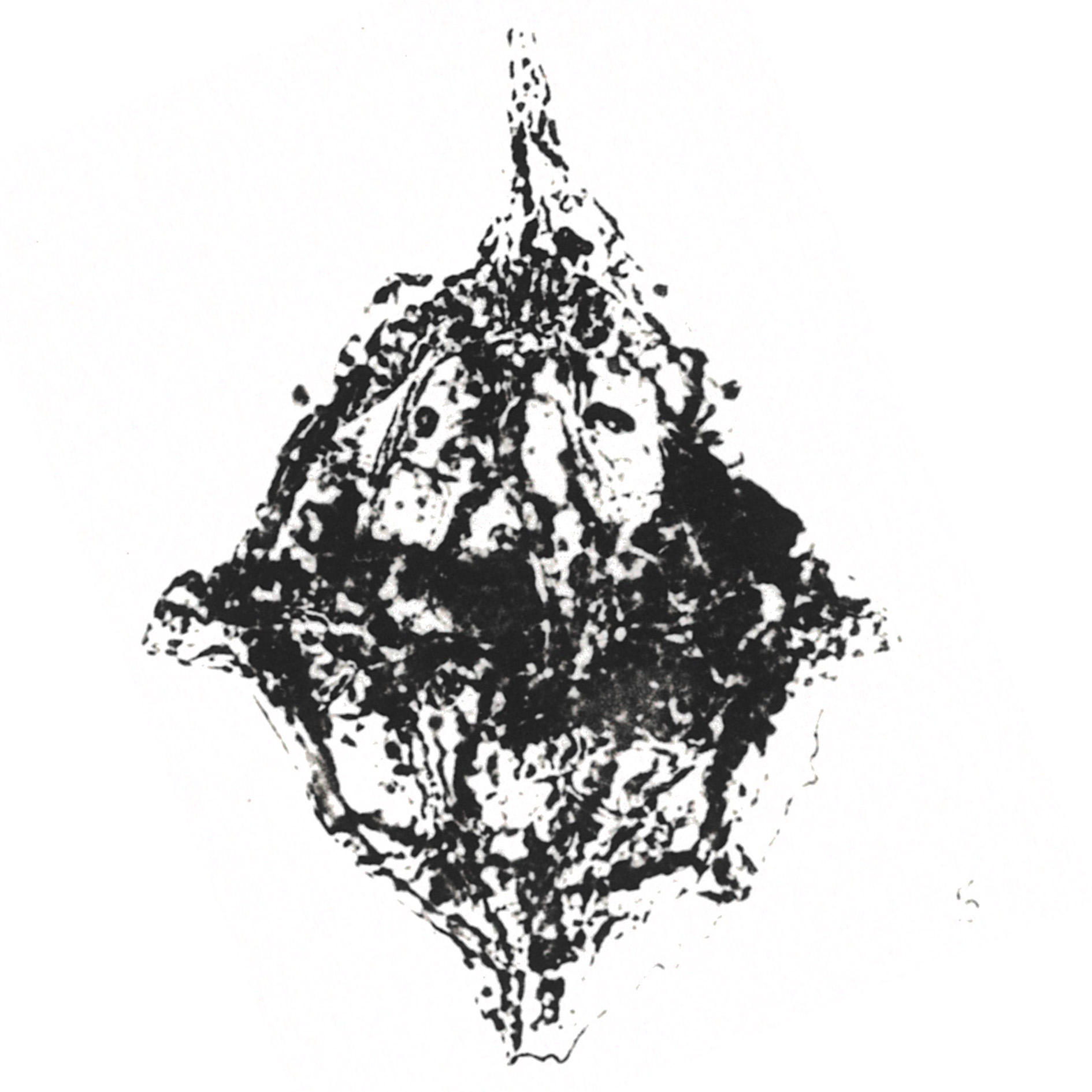 G_perforans Alberti, 1961, Palaeontographica, Abt. A vol.116, 2.jpg