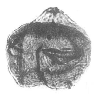H_granorugosum, He et al., 2009, Nanjing Institute of Geology and Palaeontology, Nanjing 2100089 - 5.jpg