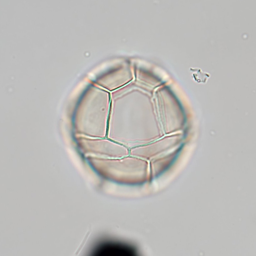 Impagidinium_patu1.jpg