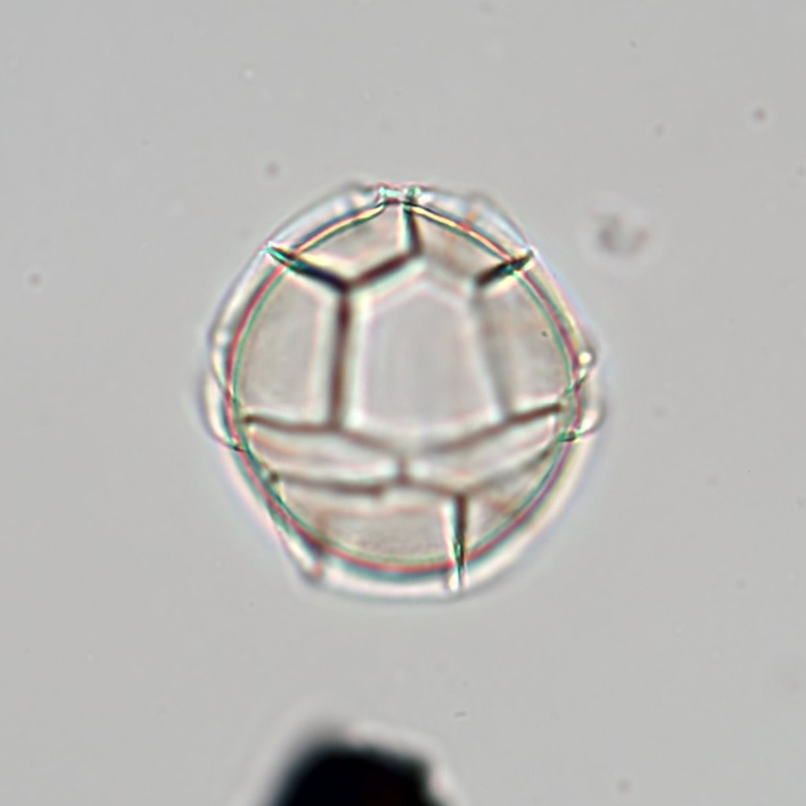 Impagidinium_patu2.jpg