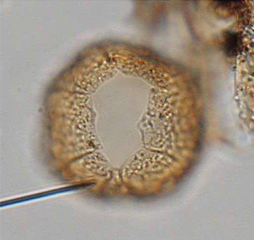 L_reticulata, Vitacca et al., 2022, Review of Palaeobotany and Palynology 304 -- 4.jpg