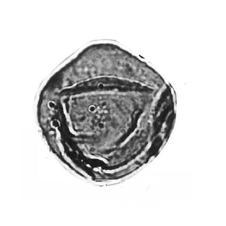 S_circulare, He et al., 2009, Nanjing Institute of Geology and Palaeontology, Nanjing 2100089.jpg