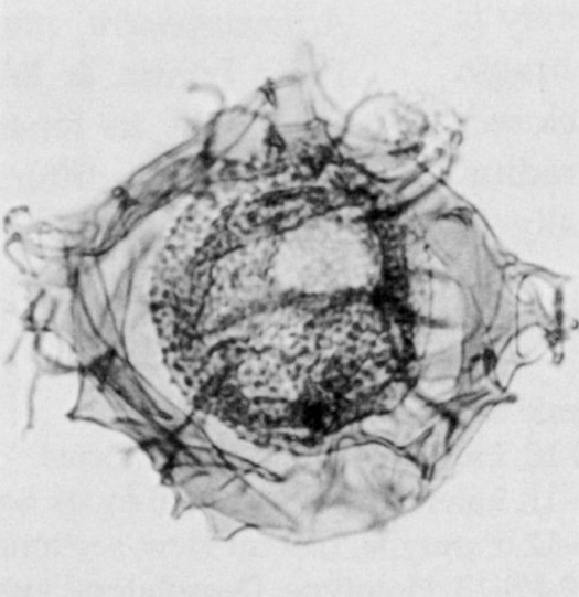 Schioler 1993_H.borisii_paratype.jpg