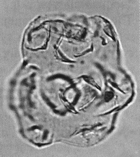 T_bjaerkei, Riding and Helby, 2001e, Studies in Australian Mesozoic palynology II; Memoir of the Association of Australasian Palaeontologists, no.24, p.111-140 - R.jpg