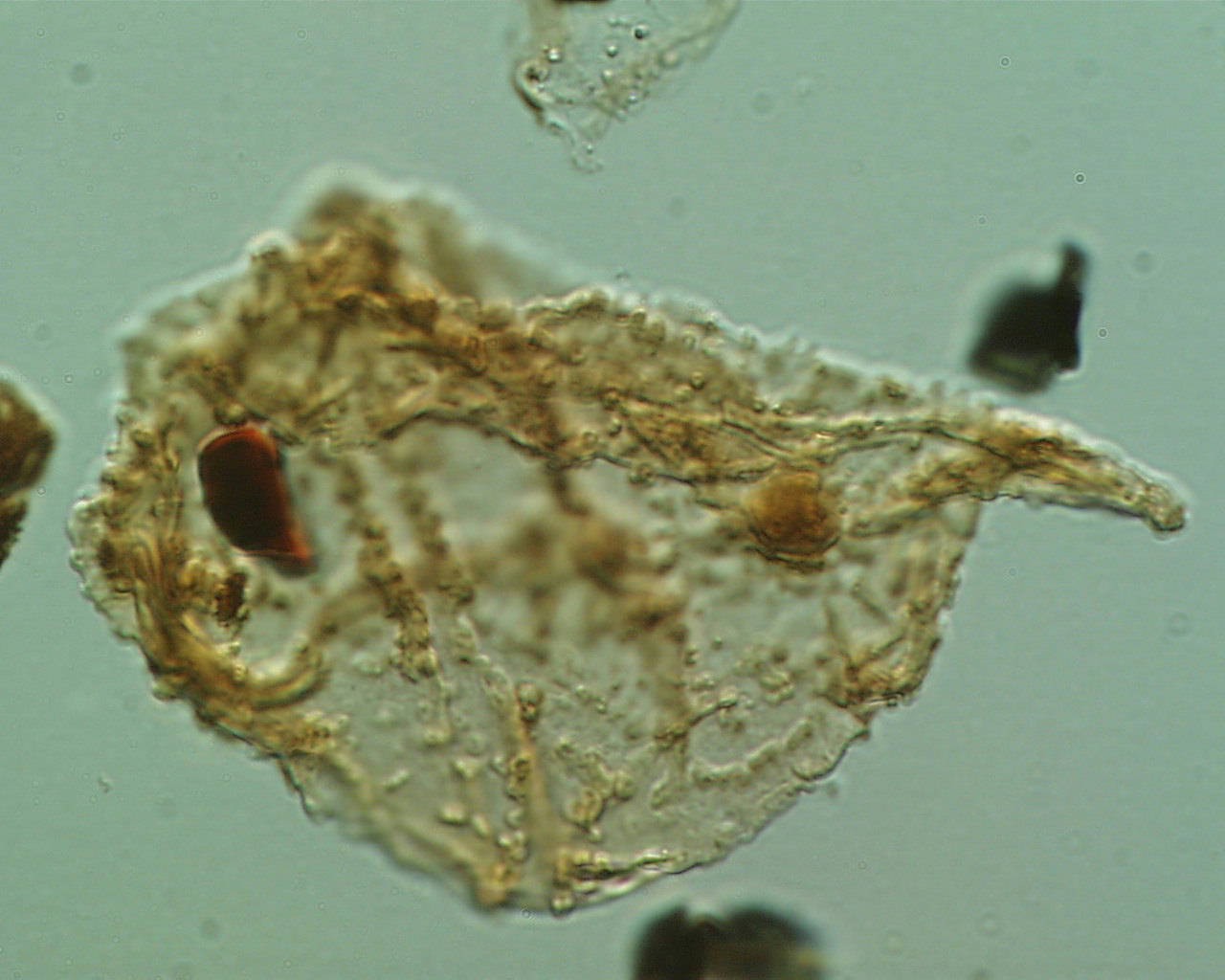 Diconodinium davidii.jpg