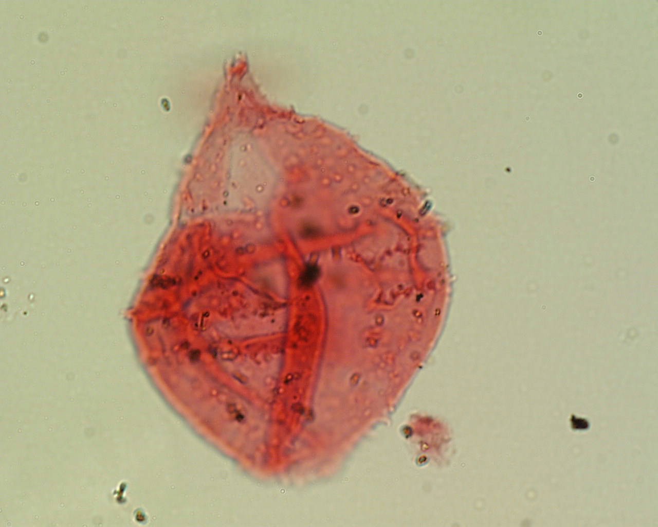 Spinidinium boydii.jpg