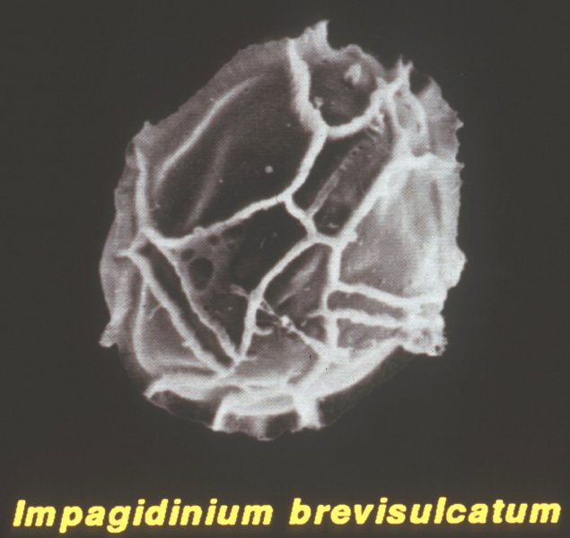 brevisulcatum.jpg