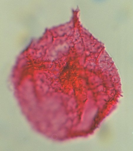 Millioudodinium spinoreticulatum.jpg