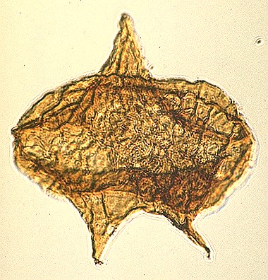 Phelodinium kozlowskii.jpg