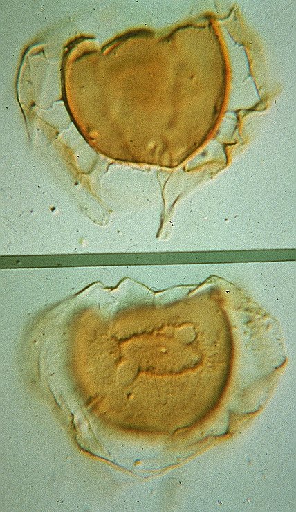 Membranophoridium aspinatum.jpg