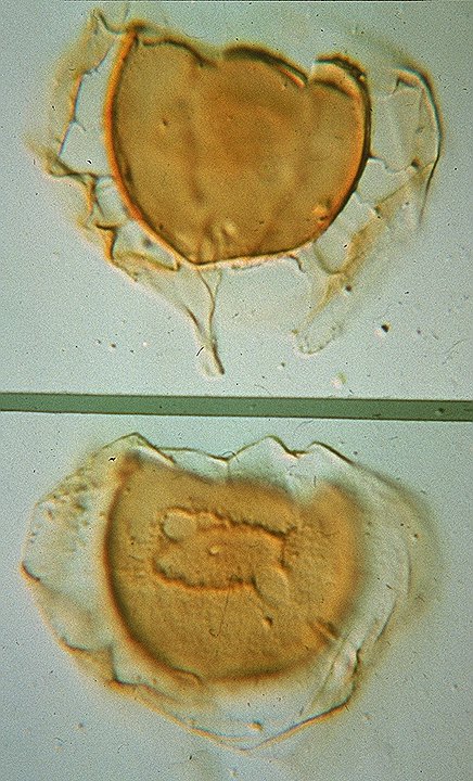 Membranophoridium aspinatum.jpg