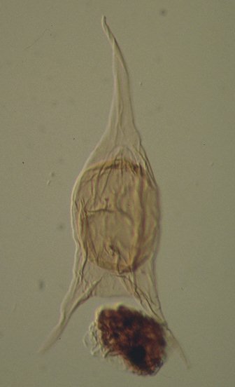 Cerodinium diebelii.jpg