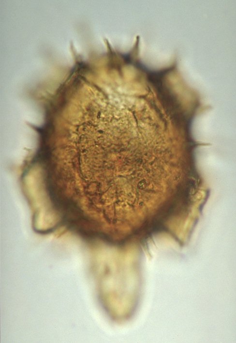 Hystrichosphaeridium biformoides.jpg