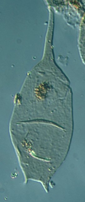 Batioladinium jaegeri.jpg