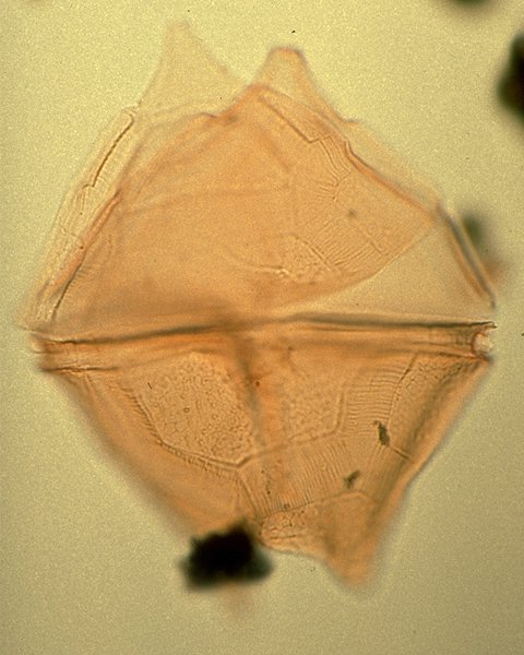 Palaeoperidinium pyrophorum.jpg