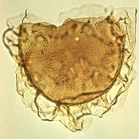 Membranophoridium aspinatum.jpg