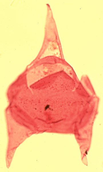 Cerodinium obliquipes.jpg