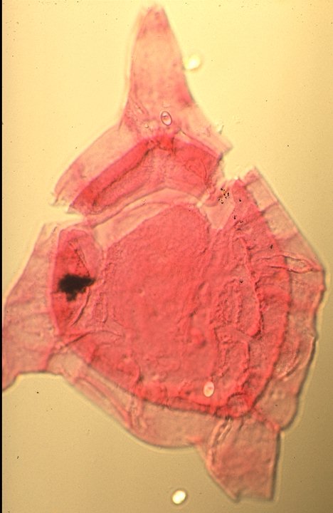 Endoceratium ludbrookiae.jpg