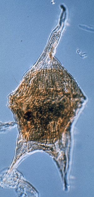 Cerodinium diebelii.jpg