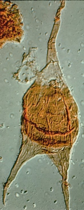 Cerodinium diebelii.jpg