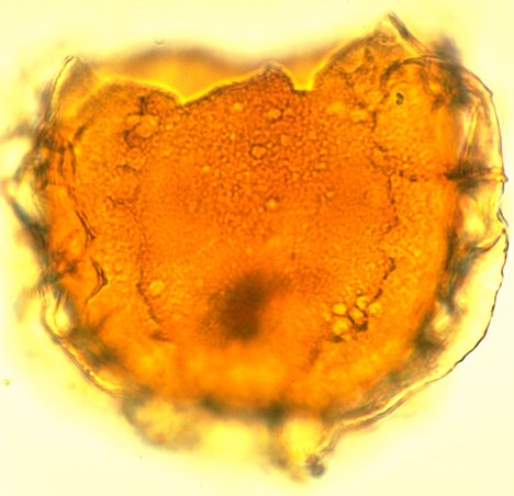 Membranophoridium aspinatum.jpg