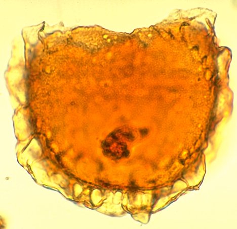 Membranophoridium aspinatum.jpg