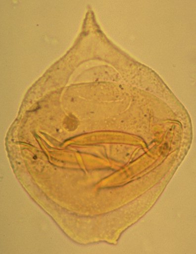 Isabelidinium seelandicum .jpg