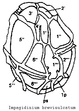 brevisulcatum.jpg