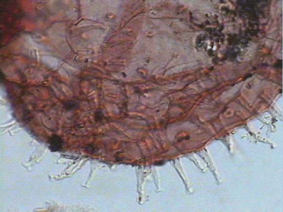 Sumatradinium pliocenicum.jpg