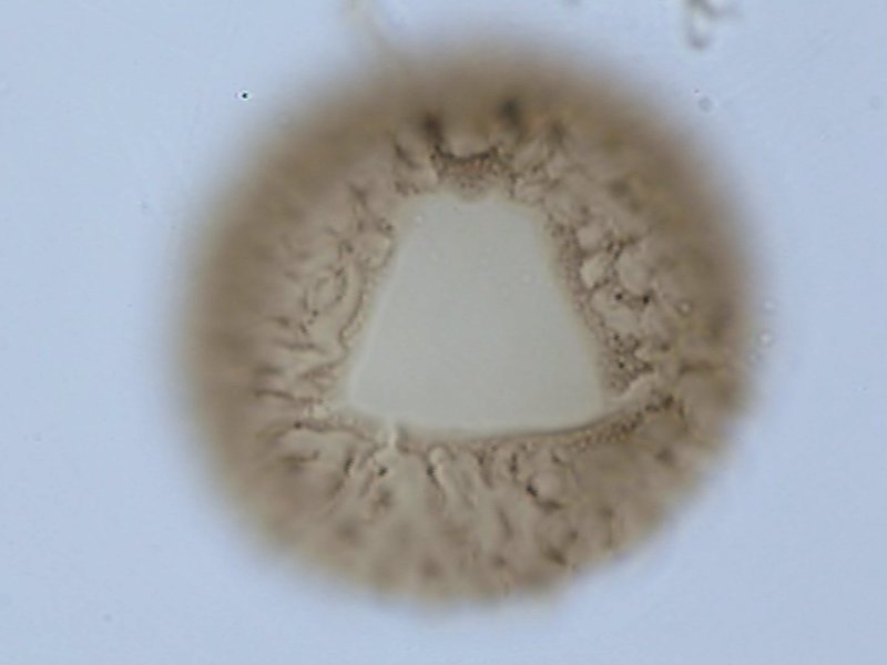 Ellipsodinium rugulosum.jpg