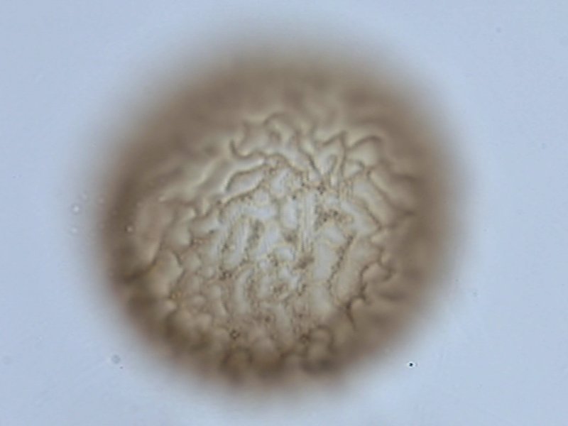 Ellipsodinium rugulosum.jpg