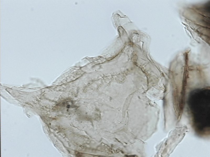 Endoceratium ludbrookiae.jpg